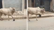 Moradores registram boi com sinais de dor nas ruas de Guarujá, gerando mobilização nas redes sociais e ações da prefeitura - Foto: Reprodução