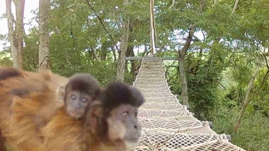 Concessionária Rumo instala passagens suspensas para fauna em pontos estratégicos, conectando copas das árvores e evitando atropelamentos - Foto: Divulgação/ Rumo