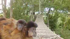 Concessionária Rumo instala passagens suspensas para fauna em pontos estratégicos, conectando copas das árvores e evitando atropelamentos - Foto: Divulgação/ Rumo