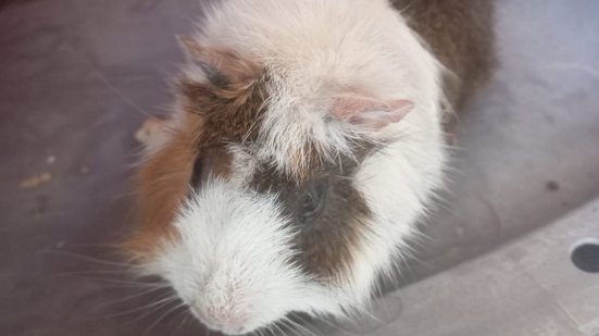 Porquinha-da-índia grávida é resgatada em Guarujá e recebe atendimento médico após ser abandonada - Foto: Divulgação/ Prefeitura de Guarujá