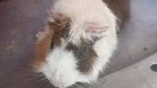 Porquinha-da-índia grávida é resgatada em Guarujá e recebe atendimento médico após ser abandonada - Foto: Divulgação/ Prefeitura de Guarujá