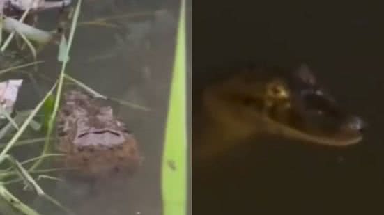 A aparição de um jacaré em um canal de São Vicente gera medo e indignação entre os moradores devido ao abandono da área - Foto: G1 Santos