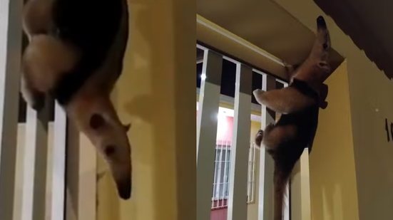 Moradores do Jardim Paraná se surpreendem com a visita de um tamanduá-mirim que escalou um portão na última segunda-feira - Imagem: Reprodução