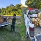 A apreensão de 330 hastes de palmito juçara em Jacupiranga destaca a luta contra a exploração ilegal da flora local - Foto: Divulgação/ Polícia Militar Ambiental