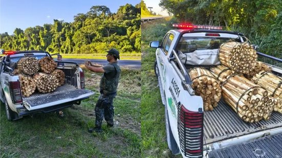 A apreensão de 330 hastes de palmito juçara em Jacupiranga destaca a luta contra a exploração ilegal da flora local - Foto: Divulgação/ Polícia Militar Ambiental