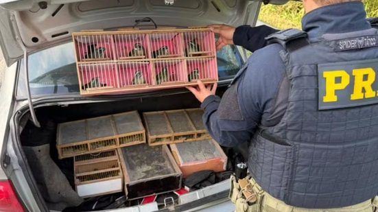 Uma fiscalização da PRF resultou no resgate de aves silvestres em condições desumanas, evidenciando o tráfico de animais na região - Foto: Divulgação/ Polícia Rodoviária Federal