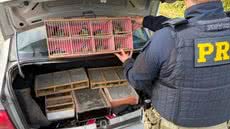 Uma fiscalização da PRF resultou no resgate de aves silvestres em condições desumanas, evidenciando o tráfico de animais na região - Foto: Divulgação/ Polícia Rodoviária Federal