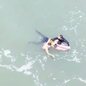 Encontro de rio com o mar apresenta correntes de retorno dinâmicas - Imagem: Divulgação