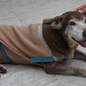 Participe da campanha 'Aqueça um Aumigo' e ajude a proteger cães e gatos do frio com doações de itens de inverno até 31 de agosto - Foto: Reprodução