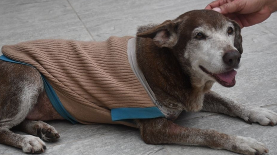 Participe da campanha 'Aqueça um Aumigo' e ajude a proteger cães e gatos do frio com doações de itens de inverno até 31 de agosto - Foto: Reprodução