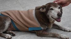 Participe da campanha 'Aqueça um Aumigo' e ajude a proteger cães e gatos do frio com doações de itens de inverno até 31 de agosto - Foto: Reprodução