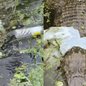 Flagrante de lixo preso em jacaré na zona portuária de Santos repercute na região - Imagem: Reprodução