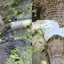 Flagrante de lixo preso em jacaré na zona portuária de Santos repercute na região - Imagem: Reprodução