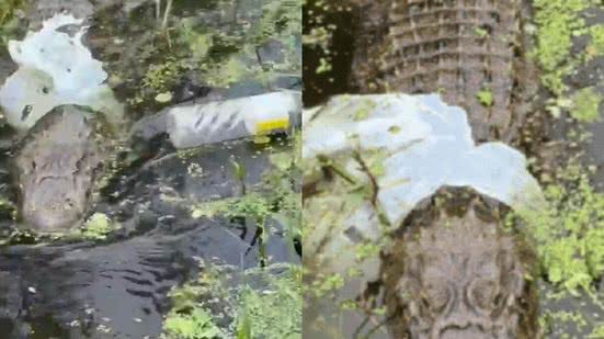 Flagrante de lixo preso em jacaré na zona portuária de Santos repercute na região - Imagem: Reprodução