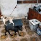 Força-tarefa liberta cães amarrados e indicia proprietário por crime ambiental no litoral - Imagem: Reprodução