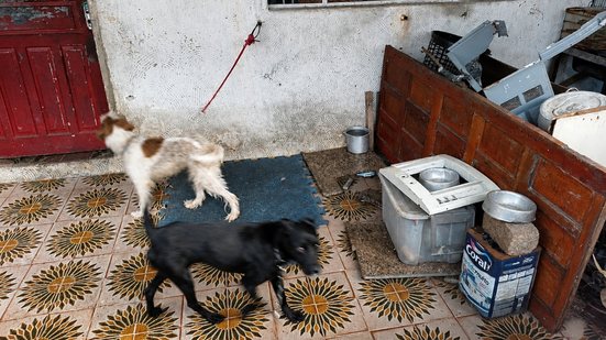 Força-tarefa liberta cães amarrados e indicia proprietário por crime ambiental no litoral - Imagem: Reprodução