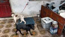 Força-tarefa liberta cães amarrados e indicia proprietário por crime ambiental no litoral - Imagem: Reprodução