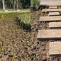 Com a introdução de 140 mudas de lantana, o jardim agora apresenta um visual dinâmico, atraindo polinizadores e fortalecendo a fauna local - Foto: Divulgação/ Prefeitura de Santos