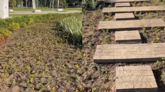 Com a introdução de 140 mudas de lantana, o jardim agora apresenta um visual dinâmico, atraindo polinizadores e fortalecendo a fauna local - Foto: Divulgação/ Prefeitura de Santos