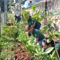 Parceria entre comunidade, Ouvidoria e Semam introduziu árvores frutíferas para combater o entulho crônico e ocupações irregulares na divisa - Foto: Divulgação/ Prefeitura de Santos