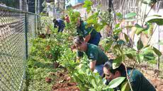 Parceria entre comunidade, Ouvidoria e Semam introduziu árvores frutíferas para combater o entulho crônico e ocupações irregulares na divisa - Foto: Divulgação/ Prefeitura de Santos