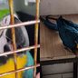 Arara-canindé e periquito-rico são apreendidos por forças de segurança em Praia Grande - Imagem: Reprodução