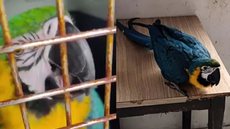 Arara-canindé e periquito-rico são apreendidos por forças de segurança em Praia Grande - Imagem: Reprodução