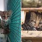 Com alimentação adequada e treinamento de caça, a filhote se prepara para viver livre em seu habitat natural - Foto: Divulgação/ Semil