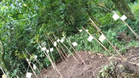 O Parque Jundu será um espaço de preservação ambiental e educação, com foco na vegetação de restinga e pesquisa científica na região - Foto: Divulgação/ Prefeitura de Santos