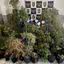 Decisão do STJ altera regime de cumprimento de pena, mas não reverte condenação por tráfico e cultivo de entorpecentes - Foto: Divulgação/ Polícia Civil