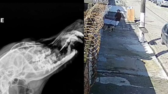 Tutor passeia com American Bully sem focinheira e cão quebra mandíbula de cadela pelo portão - Imagem: Reprodução