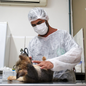Ação de saúde pública visa o controle populacional e a redução do abandono de animais no litoral - Imagem: Fred Casagrande / Prefeitura de Praia Grande