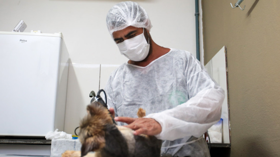 Ação de saúde pública visa o controle populacional e a redução do abandono de animais no litoral - Imagem: Fred Casagrande / Prefeitura de Praia Grande