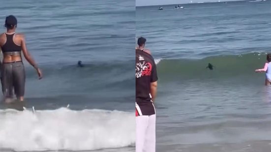 Ave jovem se perde em rota migratória e é resgatada por biólogos em praia de Guarujá - Imagem: Divulgação