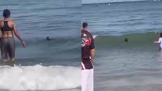 Ave jovem se perde em rota migratória e é resgatada por biólogos em praia de Guarujá - Imagem: Divulgação