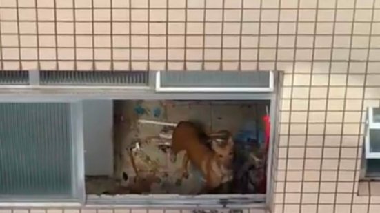 Os cães resgatados passarão por reabilitação e estarão disponíveis para adoção responsável após tratamento em Guarujá - Imagem: Divulgação