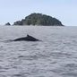 O aumento da população de jubartes, após proibição da caça, impulsiona o turismo de observação - Imagem: Divulgação