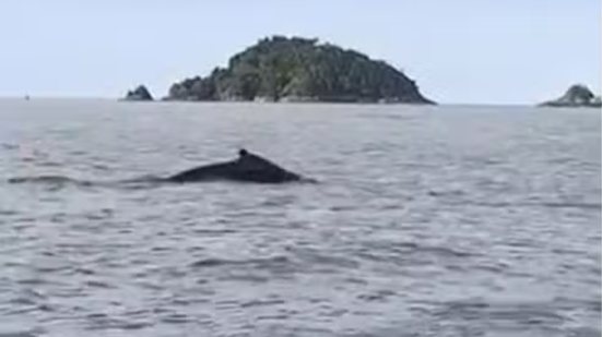 O aumento da população de jubartes, após proibição da caça, impulsiona o turismo de observação - Imagem: Divulgação