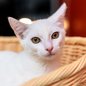 Prefeitura de Bertioga promove ação de bem-estar animal com mil atendimentos gratuitos entre 14 e 16 de agosto - Foto: Divulgação/ Prefeitura de Bertioga