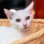 Prefeitura de Bertioga promove ação de bem-estar animal com mil atendimentos gratuitos entre 14 e 16 de agosto - Foto: Divulgação/ Prefeitura de Bertioga