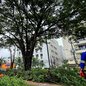 A operação de poda e manutenção arbórea segue até a próxima semana, com etapas programadas para diferentes trechos - Foto: Divulgação/ Prefeitura de Guarujá