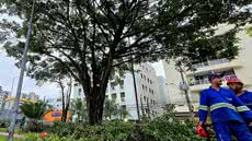 A operação de poda e manutenção arbórea segue até a próxima semana, com etapas programadas para diferentes trechos - Foto: Divulgação/ Prefeitura de Guarujá