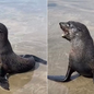 Durante o inverno, lobos-marinhos migram em busca de alimento e podem encalhar nas praias - Imagem: Divulgação / Instituto Biopesca