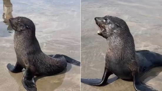 Durante o inverno, lobos-marinhos migram em busca de alimento e podem encalhar nas praias - Imagem: Divulgação / Instituto Biopesca