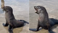 Durante o inverno, lobos-marinhos migram em busca de alimento e podem encalhar nas praias - Imagem: Divulgação / Instituto Biopesca
