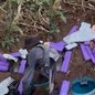 Polícia Militar apreende 26,4 kg de cocaína e maconha em Santa Cruz dos Navegantes - Imagem: Divulgação