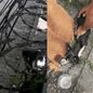 Imagens mostram homem deixando cadela doente em calçada - Imagem: Reprodução