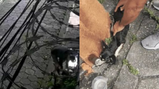 Imagens mostram homem deixando cadela doente em calçada - Imagem: Reprodução