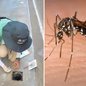 A partir de quarta-feira, 70 agentes visitarão o Boqueirão para eliminar focos de água parada e prevenir doenças transmitidas pelo mosquito - Foto: Divulgação/ Prefeitura de Santos
