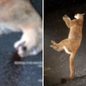 O atropelamento da onça-parda levanta questões sobre a preservação da fauna e a fragmentação de habitats - Foto: Reprodução
